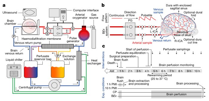 brainex-schematic.jpg